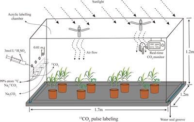 Sugarcane/soybean intercropping with reduced nitrogen addition promotes photosynthesized carbon sequestration in the soil